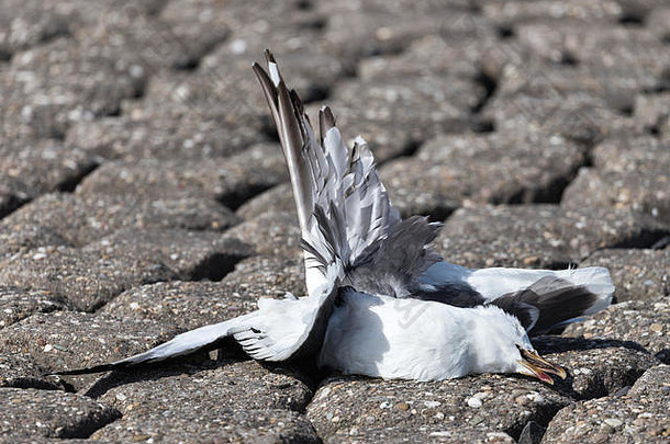 死海鸥，被风力涡轮机的叶片杀死