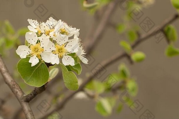 开白花的梨树