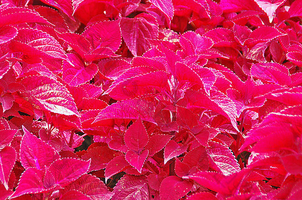 2006年<strong>12月12</strong>日，巴拿马Boquete Chiriqui的一个<strong>花</strong>园里，一丛红<strong>花</strong>和红叶。