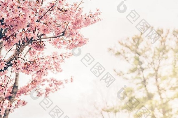 樱花在阳光下绽放。春天和宁静的自然概念。色调图像。水平的