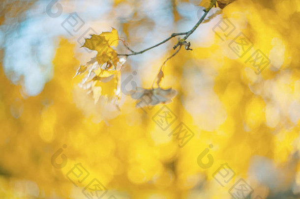 黄色的秋天颜色树叶分支黄色的叶子模糊背景复制空间背景模糊噪音