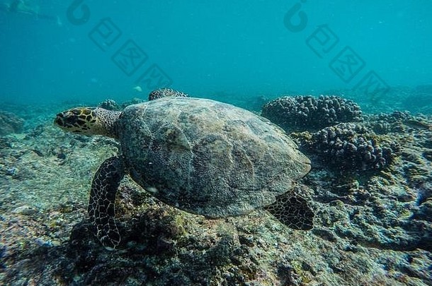 行动今天蔑视明天拍摄乌龟游泳水晶清晰的水域马尔代夫