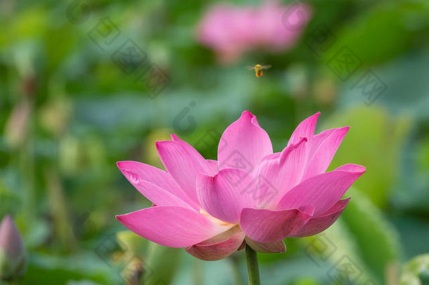 粉红莲花。皇室高品质的免费库存影片美丽的粉红色莲花。粉红色莲花的背景是绿叶