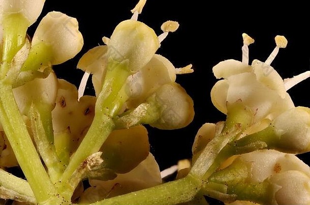 古尔德玫瑰（viburnumopulus）。花朵特写