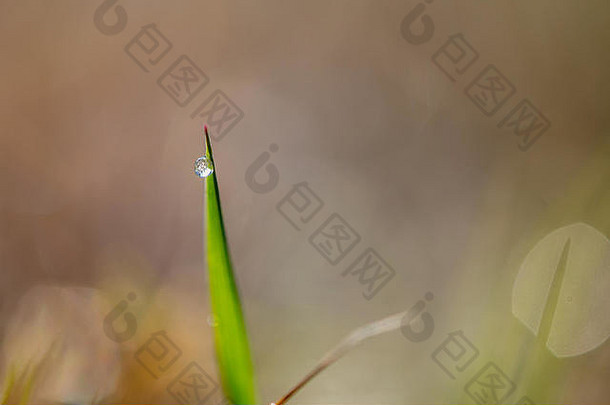 在一片草的一侧滴一滴水，显示地面的折射图像和波基高光