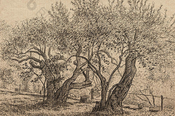 克罗地亚MLjet岛的橄榄树（图纸）