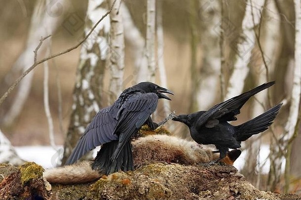 春天，普通的乌鸦（Corvus corax）在桦树森林里一起战斗。捷克共和国，波希米亚中部。