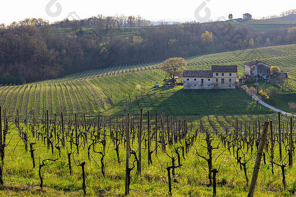 意大利普罗塞科种植葡萄的丘陵景观