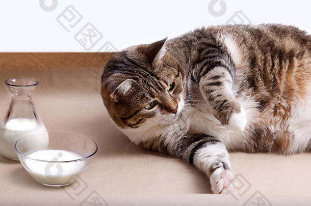 脂肪猫说谎地板上牛奶碗