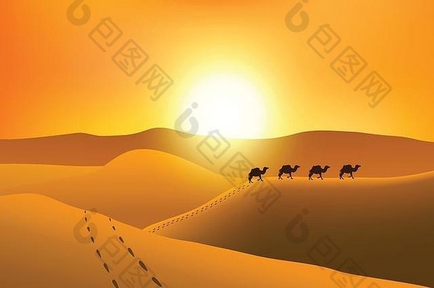 行军骆驼在日落时在沙漠中剪影。