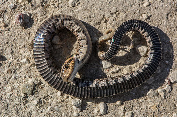 东部hog-nosed蛇heterodonplatirhinos埃利斯县堪萨斯美国