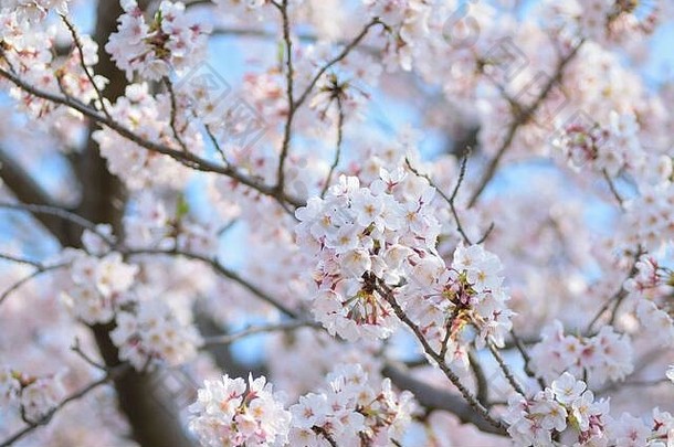 白色的日本樱花在阳光下绽放