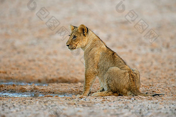 年轻的狮子幼崽豹属利奥坐着卡加拉加迪在国外做的公园南非洲