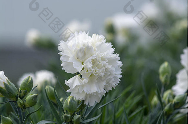 白色康乃馨花。春天花园系列，马洛卡，西班牙。