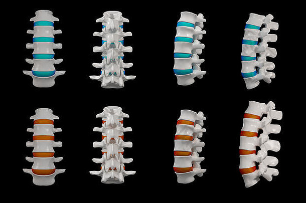 3d渲染-黑色背景上的脊椎结构