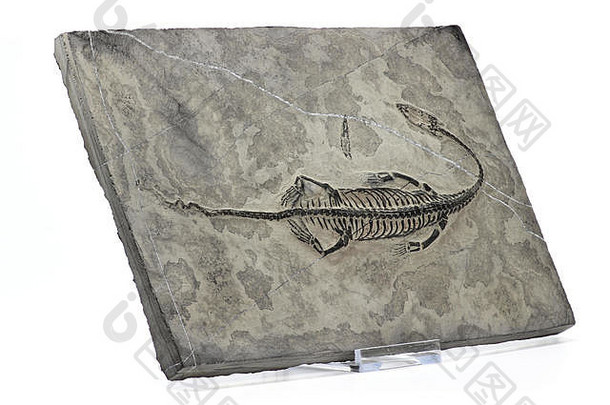 在贵州兴义发现的原始Keichousaurus回族化石（白色背景）