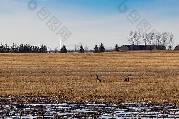 加拿大鹅喂养场返回萨斯喀彻温省大草原春天