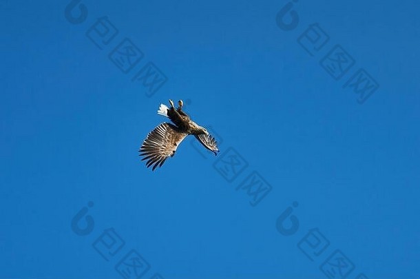 白尾海鹰做了一个壮观的滚桶飞行动作，<strong>俯冲到</strong>它的猎物身上