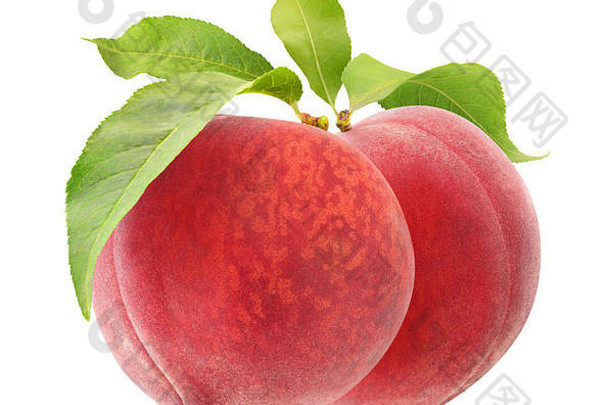 孤立的<strong>桃子</strong>。两个粉红色的<strong>桃子</strong>果实挂在一根树枝上，在白色背景上用剪贴路径隔开