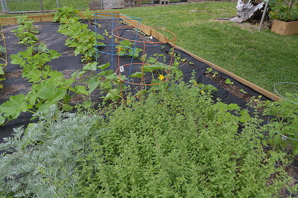 春夏季种植蔬菜和草药的家庭花园