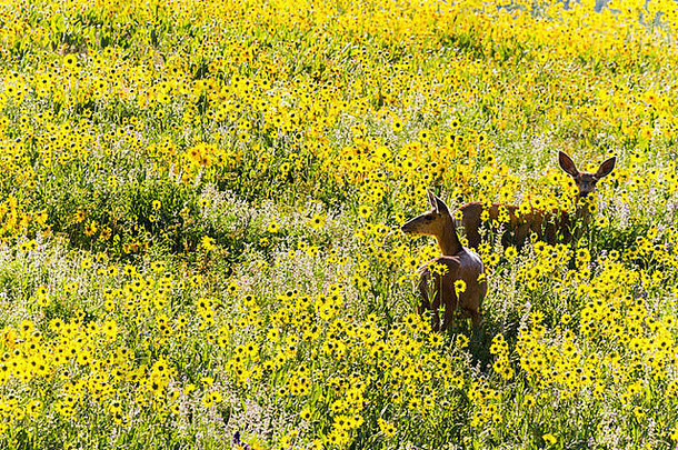 两只鹿在黄色的野花地里吃草。