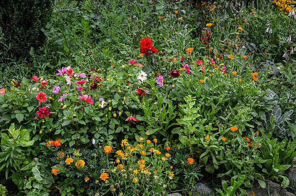 夏天花坛上开黄褐色、橙色和红色的花。五颜六色的花坛。公园里鲜花盛开的花坛。花园里五颜六色的花坛和小路