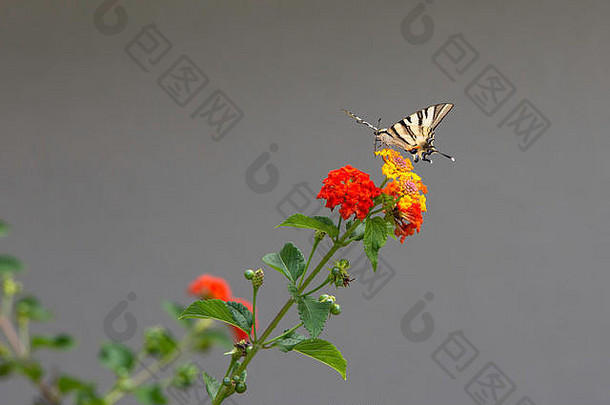 稀少的燕尾——飞燕。多彩花朵上的地中海蝴蝶，希腊，克里特岛。