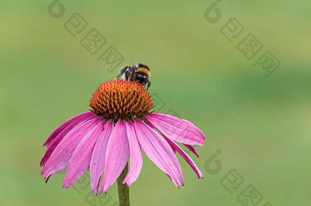 一只大黄蜂的特写镜头在一朵圆锥形花上