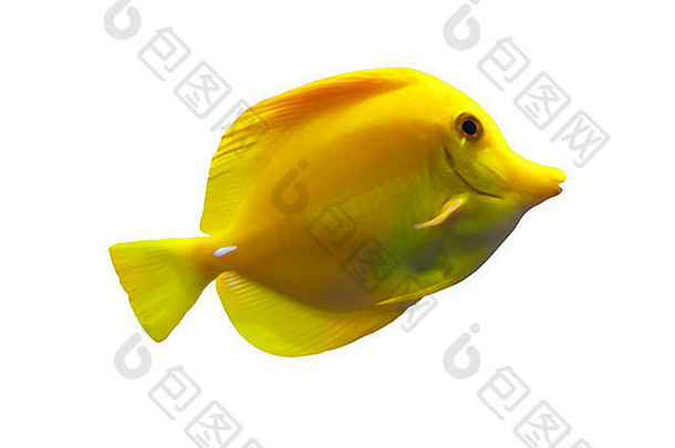 黄色的唐鱼孤立的白色背景