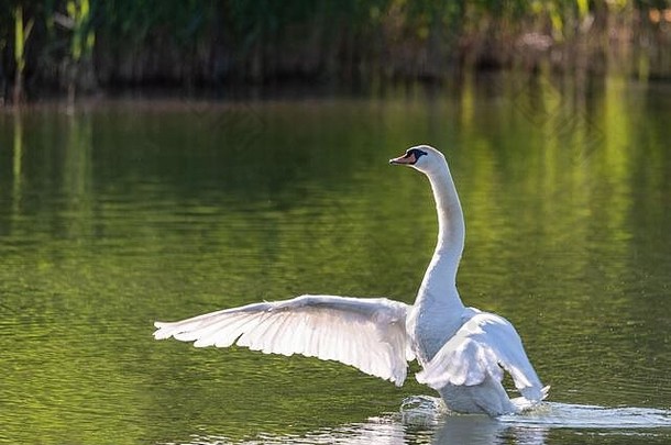 在一个温暖的春天的早晨，大白天鹅拍打着翅膀在平静的河水中游泳，这是一个大水鸟的形象