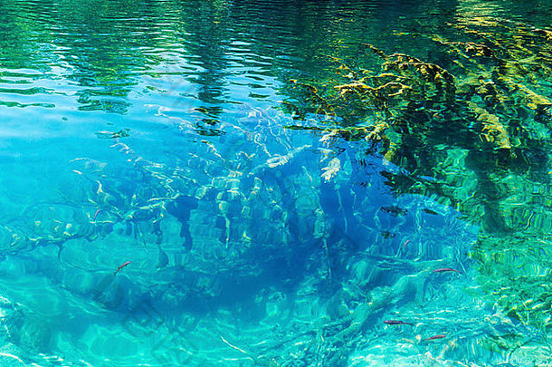夏日蔚蓝清澈透明的湖景，湖底有小鱼和干枯的树干