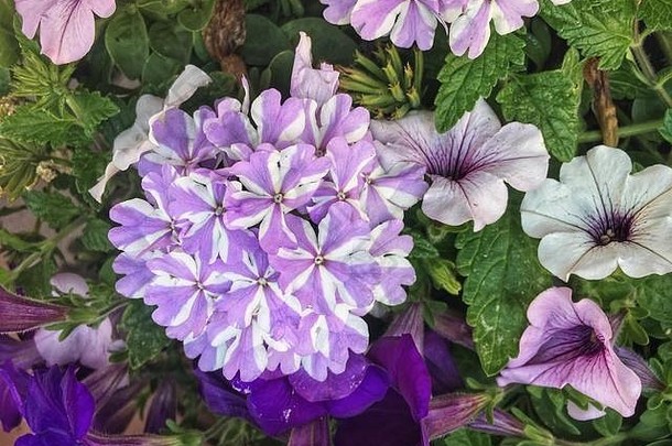 分类紫色的花包括条<strong>纹绣</strong>球花矮牵牛
