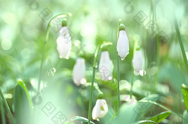 雪花莲春天白色花软背景