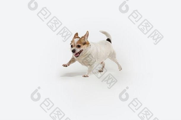 吉娃娃的同伴狗在奔跑。可爱好玩的奶油棕色小狗或宠物在白色工作室背景上单独玩耍。运动的概念，动作，运动，宠物的爱。看起来很高兴，很高兴，很有趣。