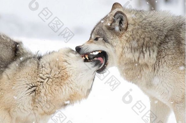 在加拿大的冬季雪地里，被隔离在白色背景上的森林狼或灰狼犬只<strong>狼群</strong>在玩耍