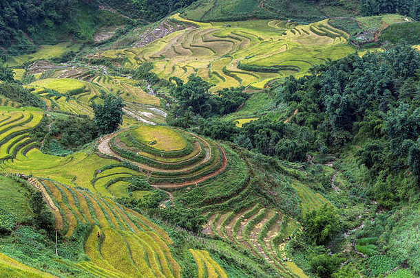 大米收获的村北越南
