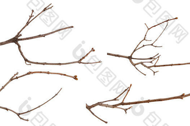 干枯的丁香色枝条孤立在白色的枝干上。设置