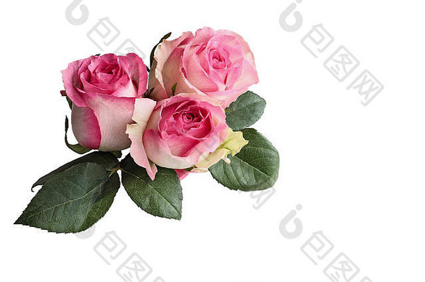 美丽的粉红色的白色玫瑰花叶子孤立的白色背景剪裁路径包括