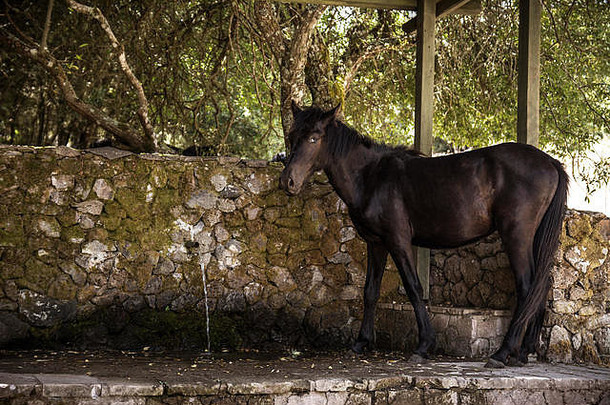意大利撒丁岛奥里斯塔诺省阿尔西山公园里，一匹<strong>野马</strong>站在一条小溪边准备喝水。