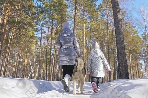 女人小孩子走运行冬天森林沙哑的狗年轻的妈妈。女儿公园哈士奇狗友谊宠物人类