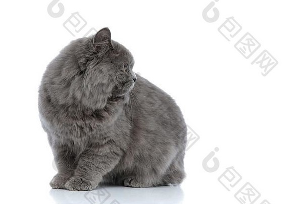 可爱的英国知识分子的猫灰色的皮毛坐着心烦意乱白色工作室背景