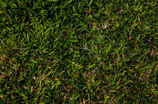在花园室外背景中，用柔和光线拍摄新鲜绿草的特写镜头。