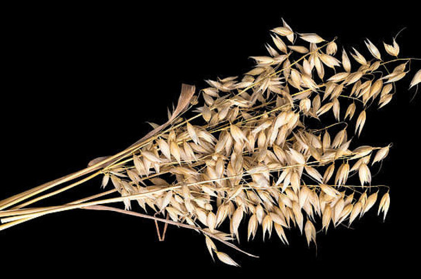 黑色背景上的干麦穗。在黑色背景上分离的燕麦装饰植物，HD比16x9。