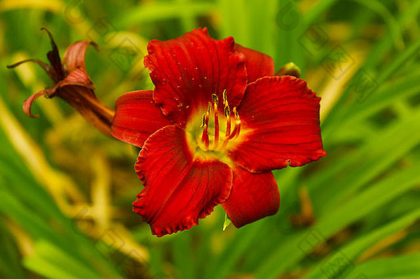 图片红色的花带来了回来被忽视的美自然图片你儿机会观察细节花意识到权力自然