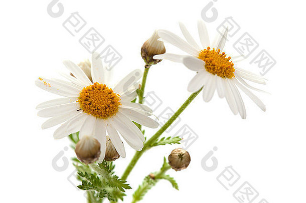 加拿大玛格丽特雏菊花，白色背景