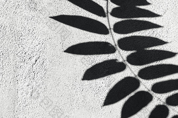 白色墙壁上热带树叶的影子。棕榈树叶的夏季概念。创意空间