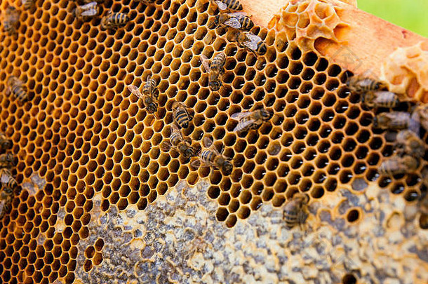 蜂蜜蜂巢上工作蜜蜂的特写镜头。蜂蜜是养蜂的健康产品。