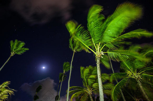 棕榈树背景美丽的晚上天空星星云