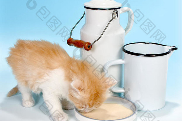 周红色的小猫喝牛奶