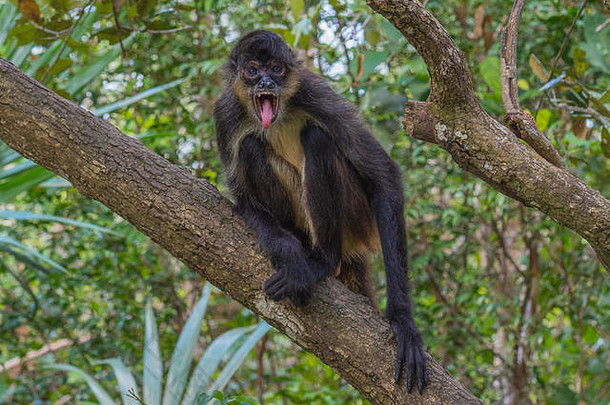 蜘蛛猴子舌头树伯利兹热带雨林